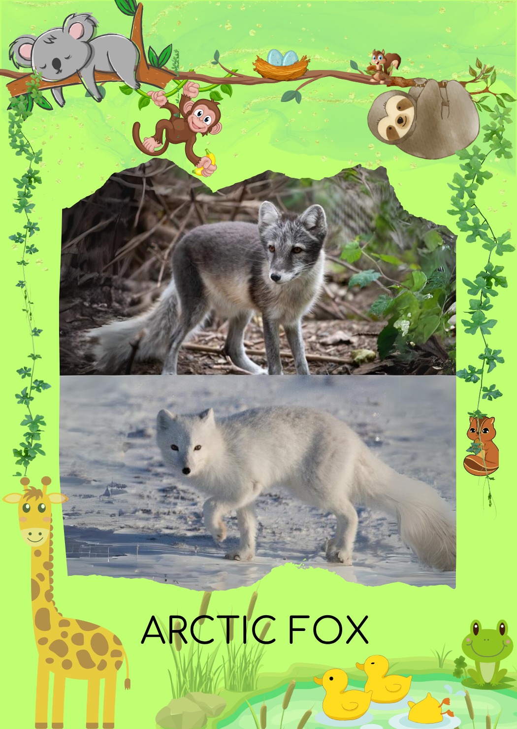 Animal 3 Front